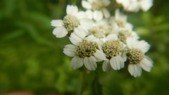 Achillea alpina camtschatica