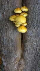 Pholiota aurivella