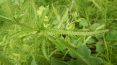 Achillea alpina camtschatica