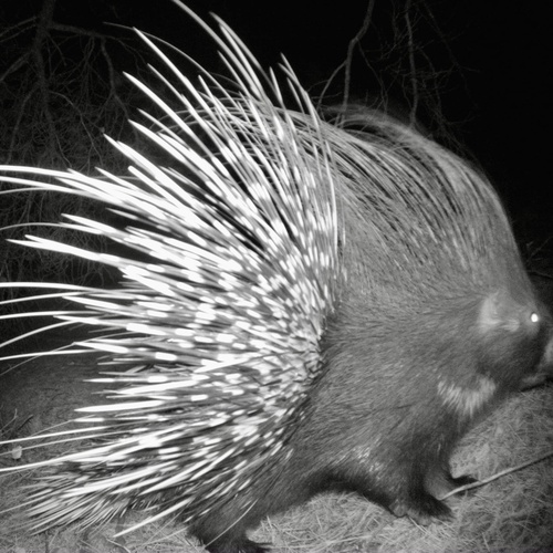 Crested Porcupine