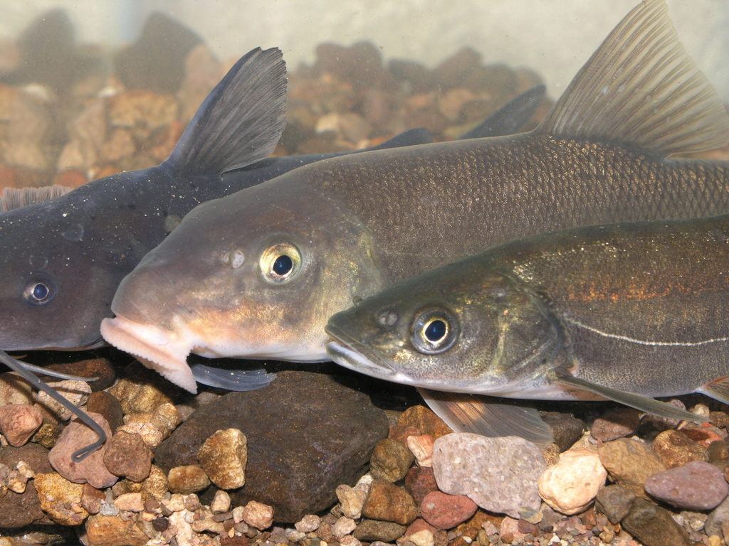 Yaqui catfish (Ictalurus pricei) — Ictaluridae
