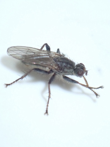 Scathophaga litorea