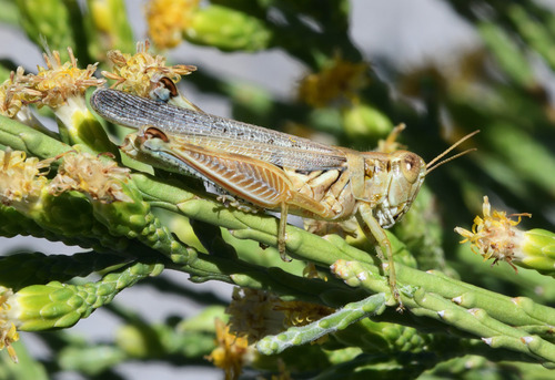 Western Sagebrush Grasshopper