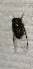 Dorisiana drewseni