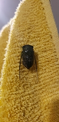 Dorisiana drewseni