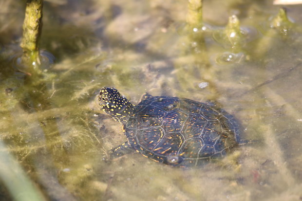 European Pond Turtle in July 2017 by Peter Nociar · iNaturalist