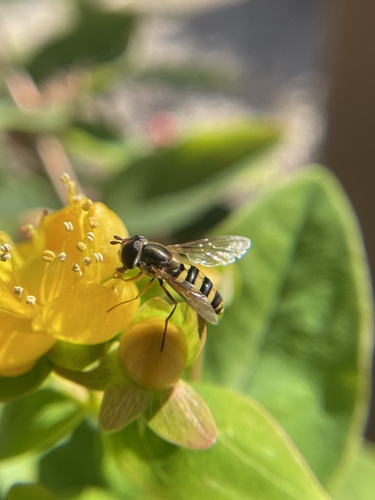 Unknown species found near Hardin Valley Rd, Knoxville, TN, US