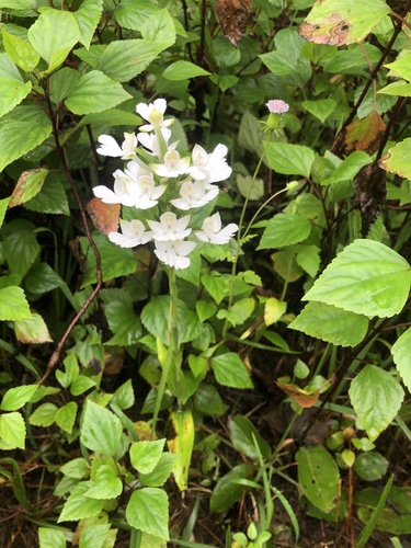 Habenaria dentata iNat (3)