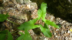 Arum elongatum