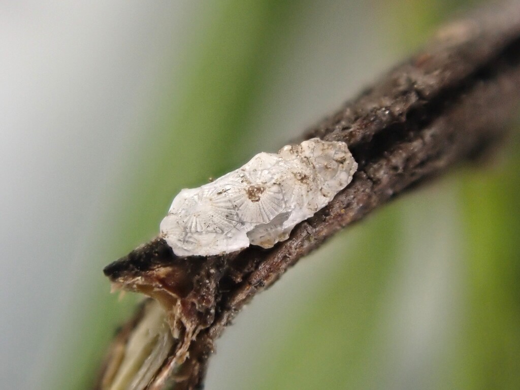 Crystallotesta ornatella