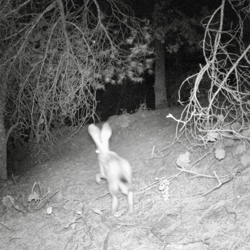 Cape Hare