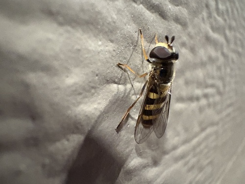 Unknown species found near Westwood Village, Roseville, MN, US
