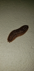Phyllocaulis soleiformis