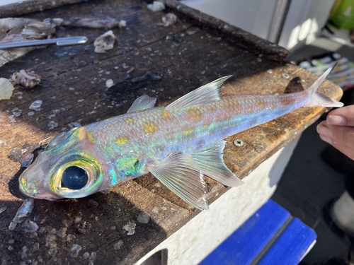 Okamura's cucumberfish (Paraulopus okamurai) — Paraulopidae