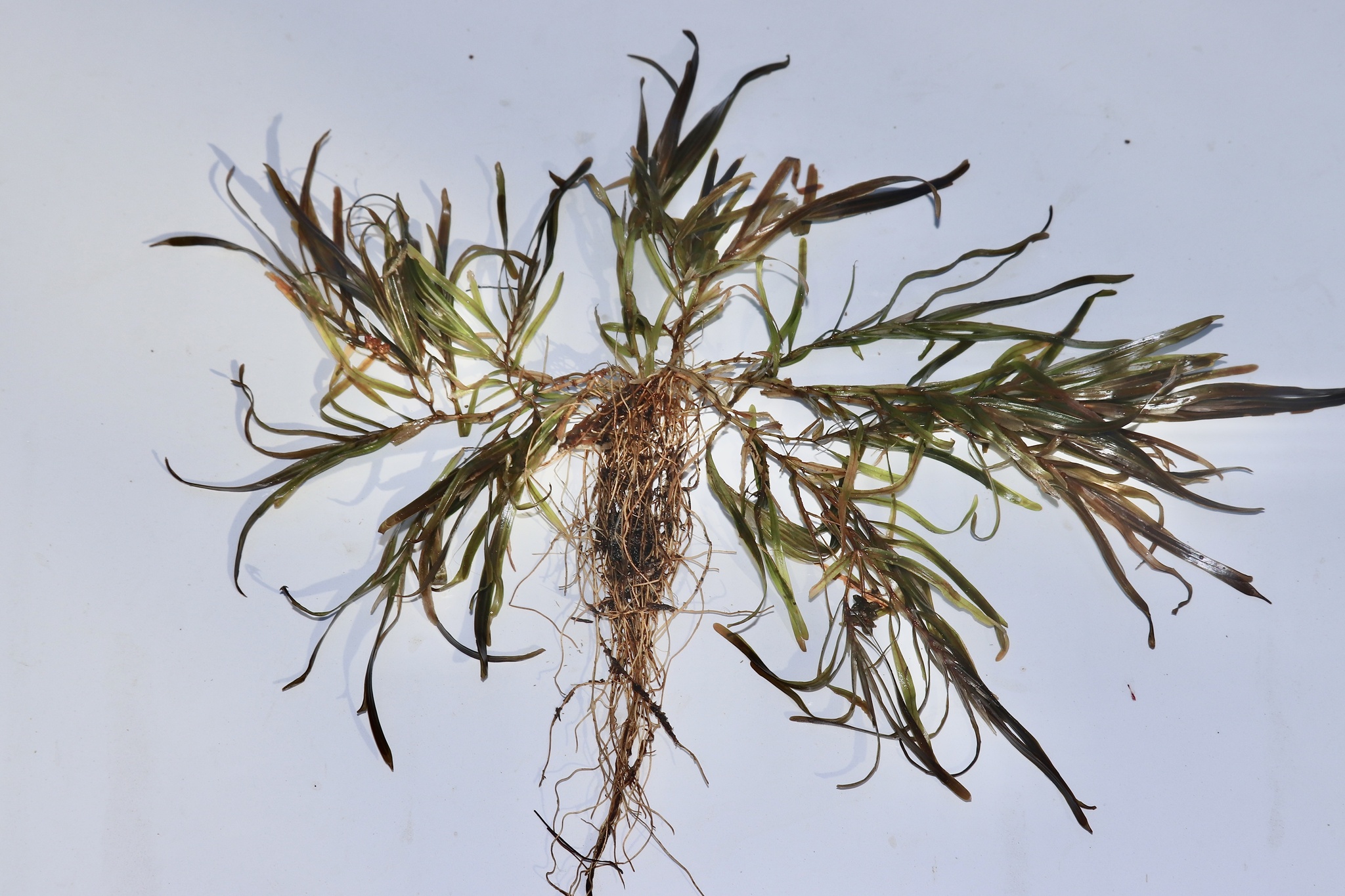 Bluntleaf Pondweed (Potamogeton obtusifolius)