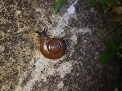 Ariophantidae