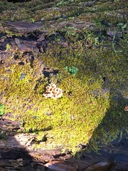 Podoscypha petalodes