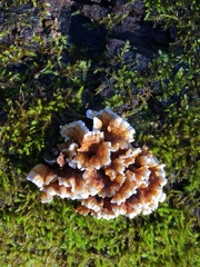 Podoscypha petalodes