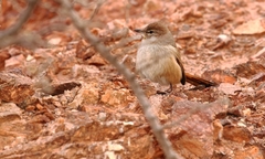 Pseudasthenes steinbachi