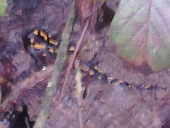 Salamandra salamandra