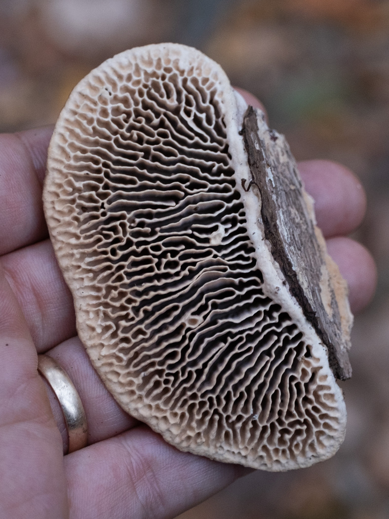 Fomitopsis quercina · November 2025 · photo: © alex_abair (iNaturalist, cc-by)