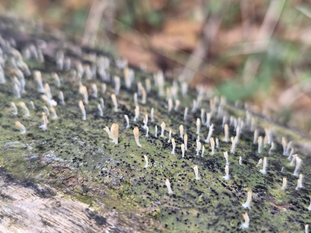 Multiclavula mucida · November 2025 · photo: © kristendiesburg (iNaturalist, cc0)