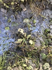 Hydrocotyle ranunculoides