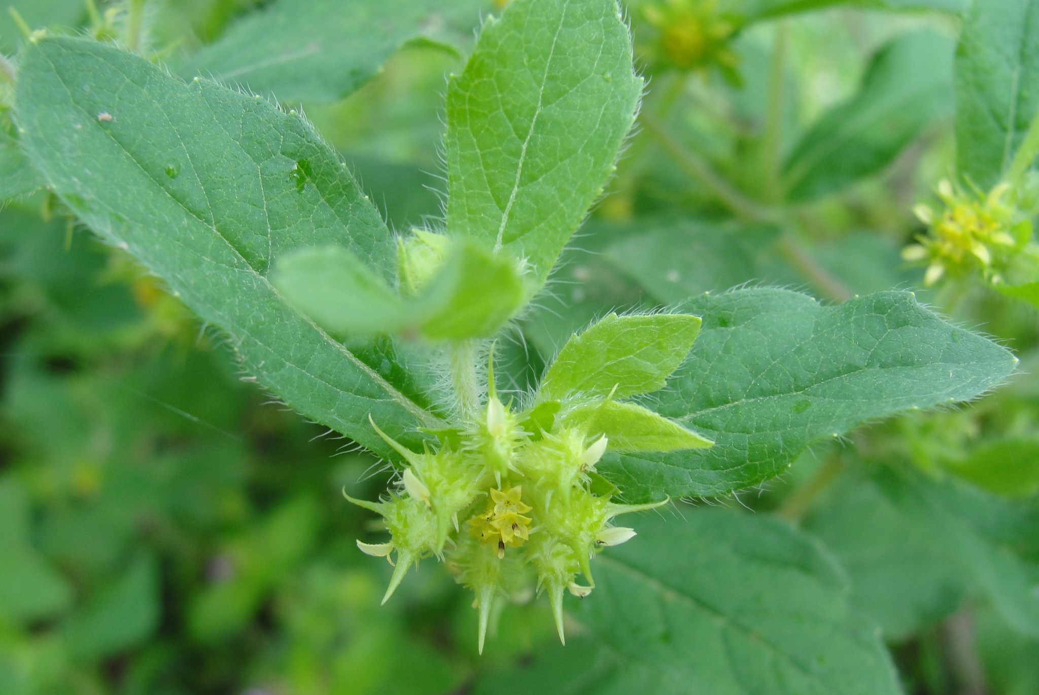 Acanthospermum hispidum