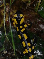 Salamandra salamandra