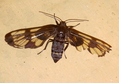 Syntomoides