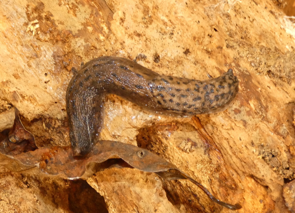 Leopard Slug from Fairfax County, VA, USA on November 2, 2025 at 02:43 ...