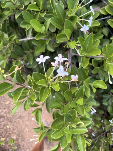 Volkameria inermis observed 2025-11-02