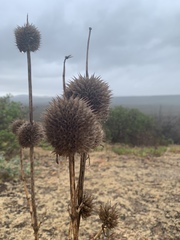 Leonotis nepetifolia nepetifolia