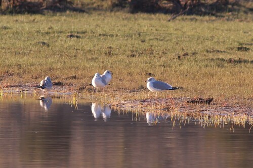 Ring-billed Gull photographed in New Mexico