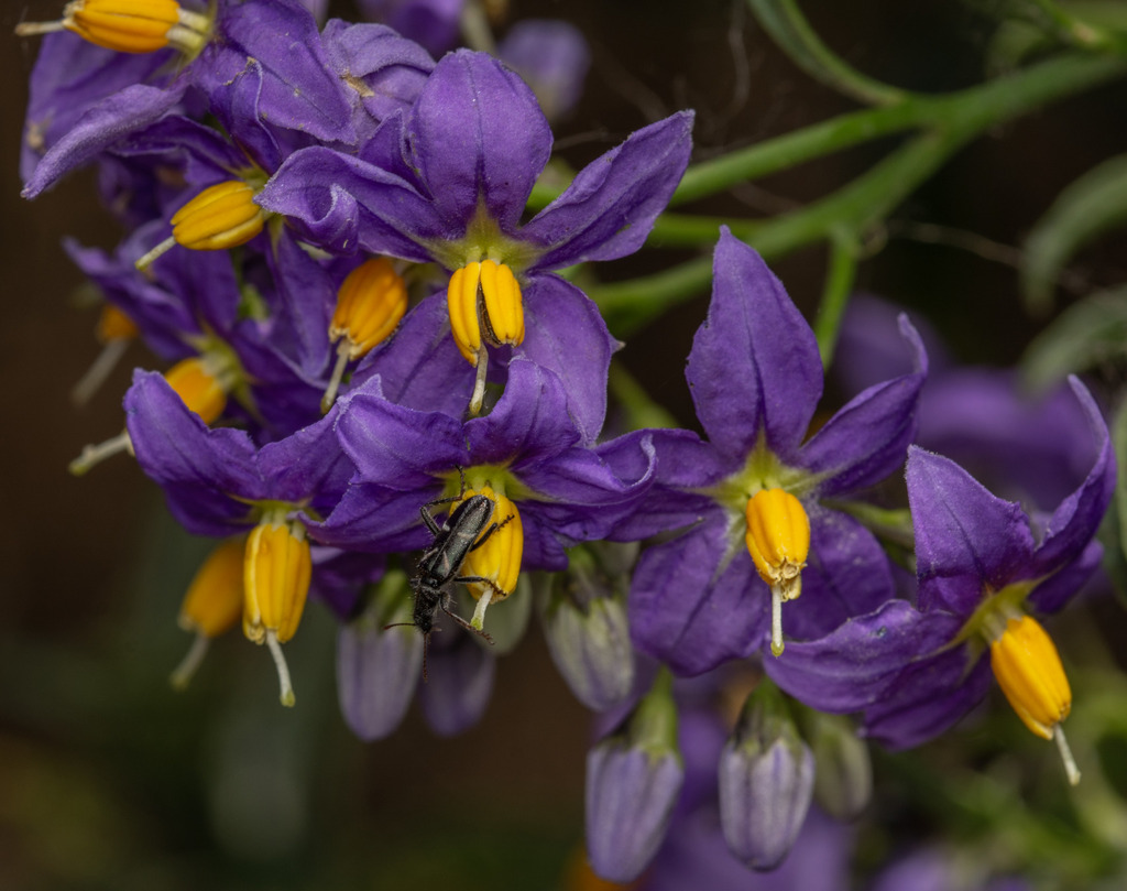 Chilean potato vine