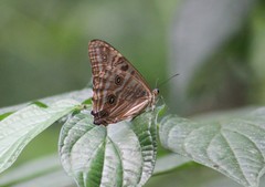 Morpho portis