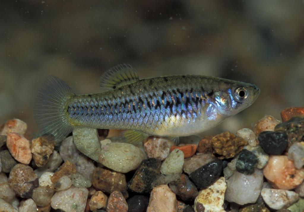 Crescent Gambusia
