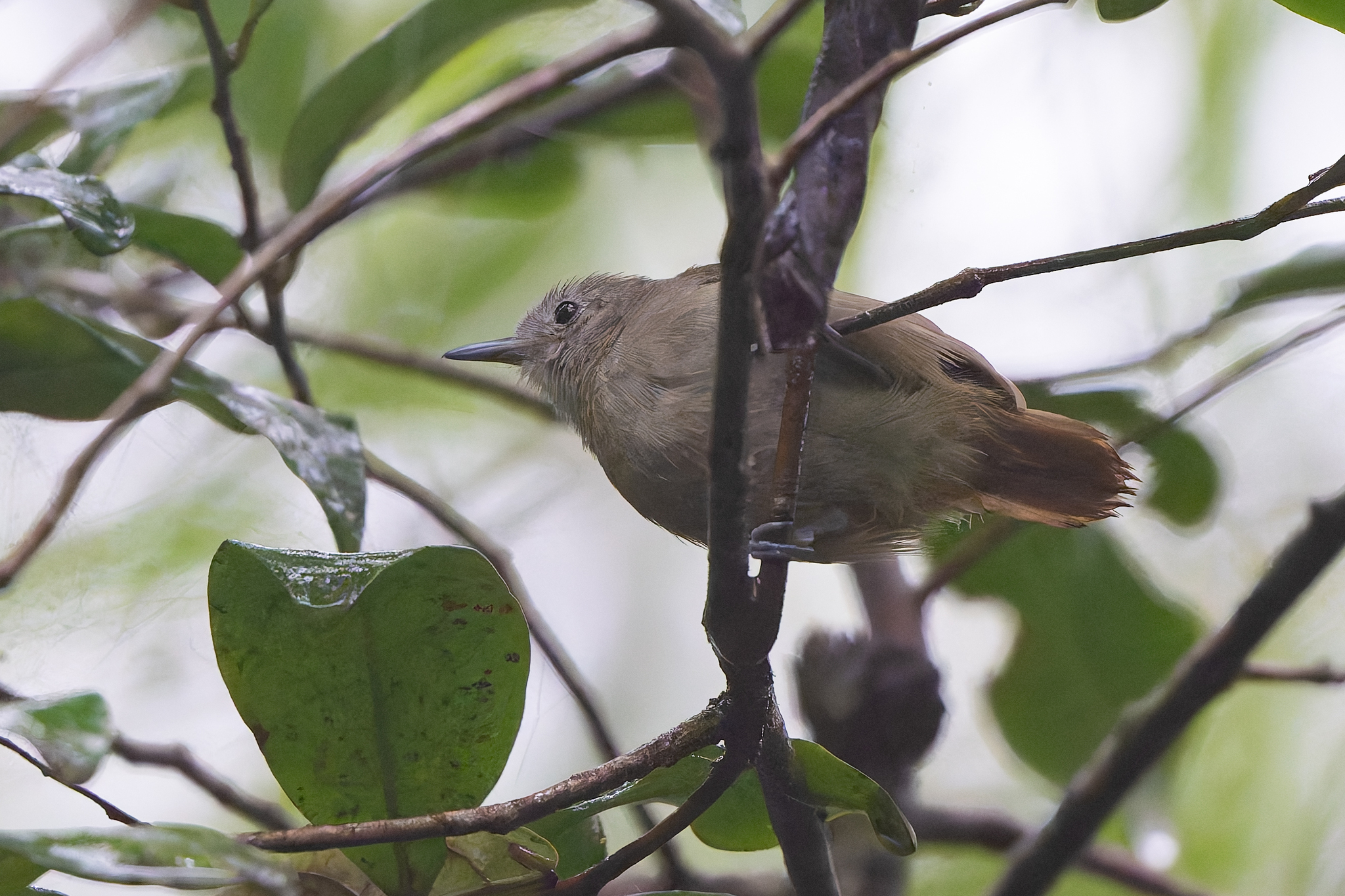 Unicolored Antwren (Myrmotherula unicolor), photo 5