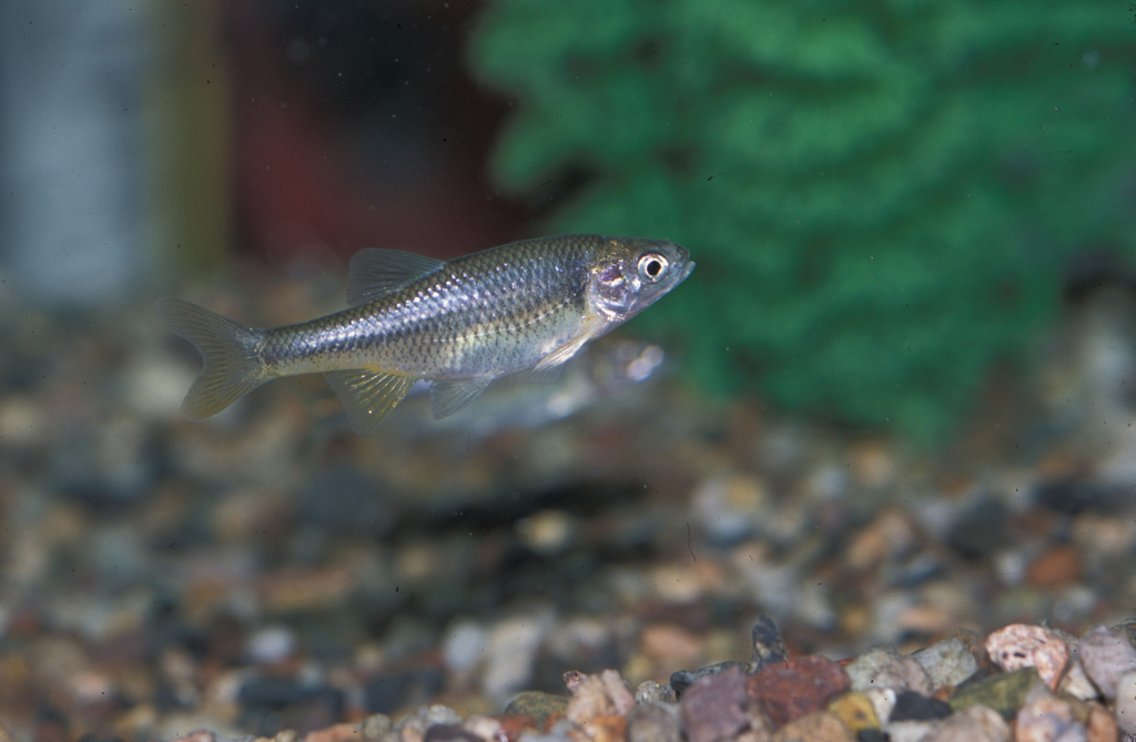 Beautiful shiner (Cyprinella formosa) — Cyprinidae