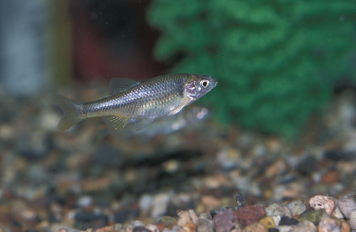 Beautiful shiner (Cyprinella formosa) — Cyprinidae