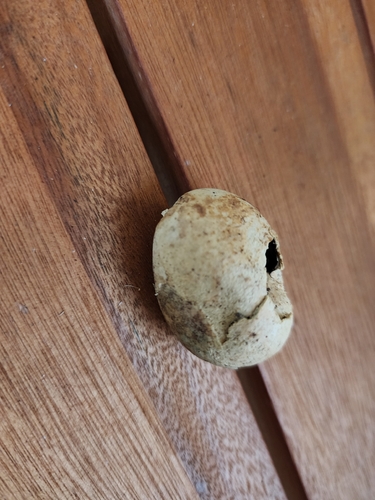 Mainland Dugite sighting