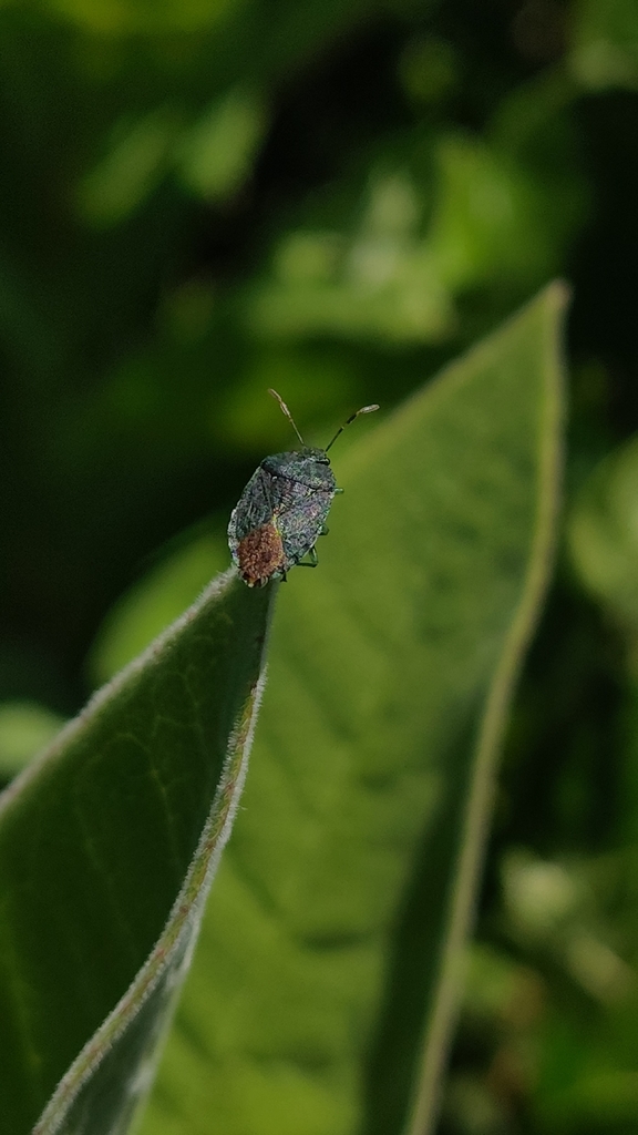 Sniploa obsoletus