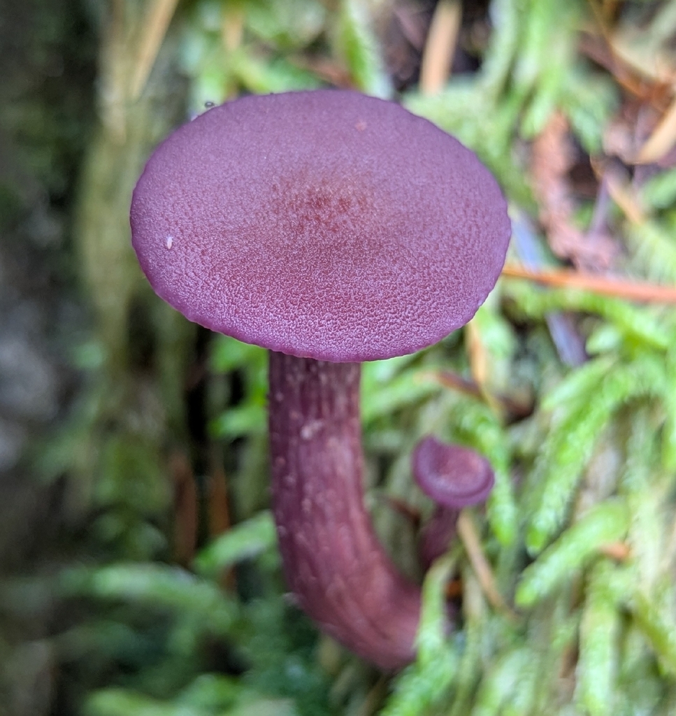 Laccaria amethysteo-occidentalis · November 2025 · photo: © benkeen (iNaturalist, cc0)