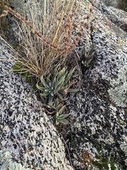 Dudleya abramsii