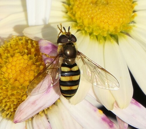 Unknown species found near Chicago Botanic Garden, 1000 Lake Cook Rd, Glencoe, IL 60022, USA