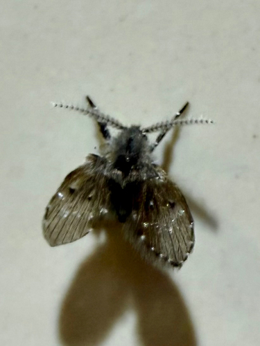 Unknown species found near E Madison St, Springfield, MO, US
