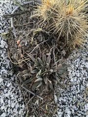 Dudleya abramsii
