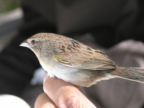 Arizona Botteri’s Sparrow
