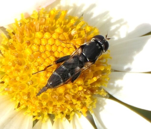 Unknown species found near Chicago Botanic Garden, 1000 Lake Cook Rd, Glencoe, IL 60022, USA