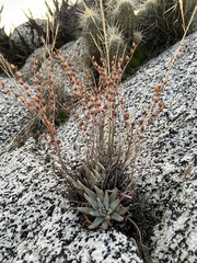 Dudleya abramsii